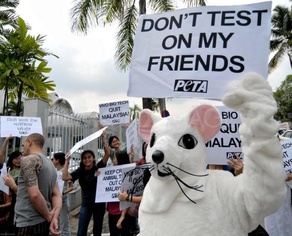 Animal Testing