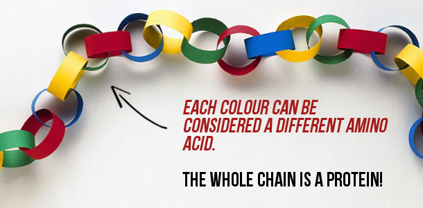 A Handy Guide to Proteins: A chain of amino acids joing together to make a protein - these are molecules essential for all life on Earth, including you and me!